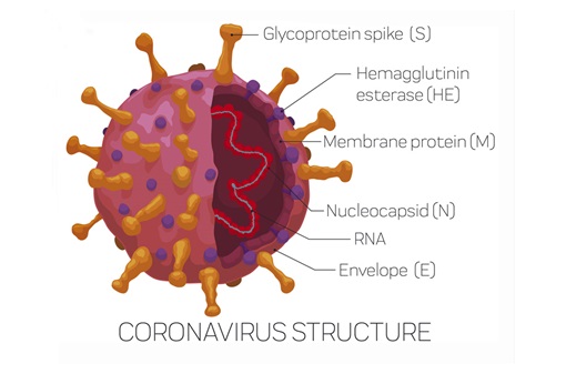 SARS-CoV2 structure demonstrating capsid proteins S, N, M, and E